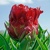 Tulipany Ice Cream Strawberry 1ks