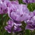 Tulipany Great Barrier Reef 1ks