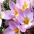 Krokus Dalmaticus 1ks