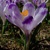Krokus Scepuensis - 2 ks v balení