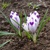 Krokus Shocwave 1ks