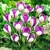 Krokus Fantasy 1ks