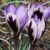 Krokus Spring Beauty - 5 ks v balení