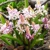 Scilla Bifolia Rosea - 5 ks v balení