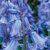 Scilla Hispanica Blue - 5 ks v balení