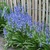 Scilla Hispanica Blue - 5 ks v balení