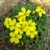 Oxalis Ken Aslet 1ks