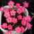 Oxalis Glabra 1ks
