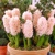 Hyacint China Pink 1ks