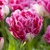 Tulipany Marshmallow - 3 ks v balení