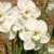 Narcis Princess Zaida 1ks