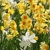 Narcis Botanical Mix - 10 ks v balení