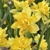 Narcis Tete Boucle - 5 ks v balení