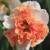 Narcis Raspberry Creme 1ks