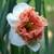 Narcis Raspberry Creme 1ks