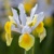 Iris Hollandica Apollo Gold - 10 ks v balení