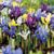 Iris Reticulata Mix - 10 ks v balení