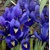 Iris Reticulata Pixie - 2 ks v balení