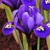 Iris Reticulata Rhapsody - 2 ks v balení