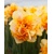 Narcis Sun Catcher 1ks
