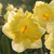 Narcis Snowtip 1ks