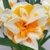 Narcis Peach Swirl 1ks