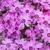 Flox Dark Rose Eye