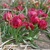 Tulipany Samantha 1ks