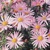 Leucanthemum Clara Curtis