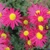 Leucanthemum Mrs Jessie Cooper