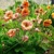 Geum Mai Tai