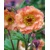 Geum Mai Tai