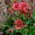 Geum Flames Of Passion