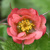 Geum Leonards Variety