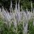 Veronicastrum Lavendeltrum