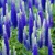 Veronica First Glory