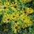 Echinacea Little Henry