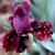 Iris Clays Capers