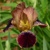 Iris Butterscotch Wine