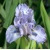 Iris Little Steps
