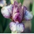 Iris Beetle Juice