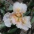 Iris Broad Grin