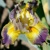 Iris Sun Going Down