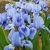 Iris Bohemian Sky