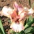 Iris Mischa