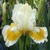 Iris Break Yolk
