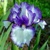 Iris Peep Show