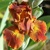 Iris Basket Of Goodies