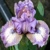 Iris Rufflemania