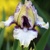 Iris Ambitius One